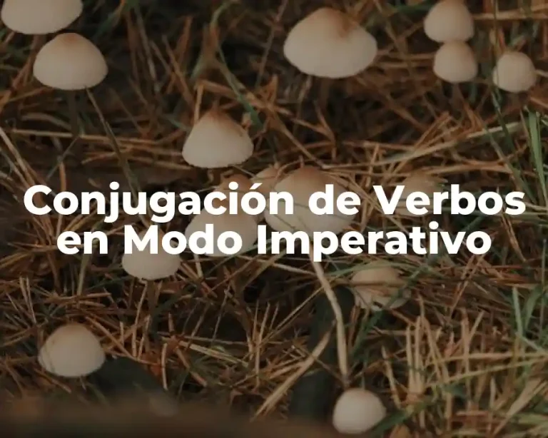 Conjugación de Verbos en Modo Imperativo
