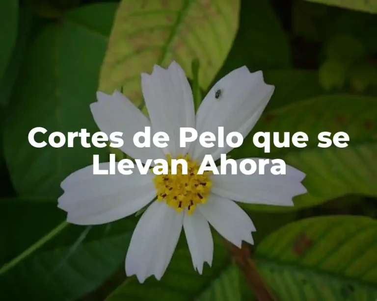 Cortes de Pelo que se Llevan Ahora