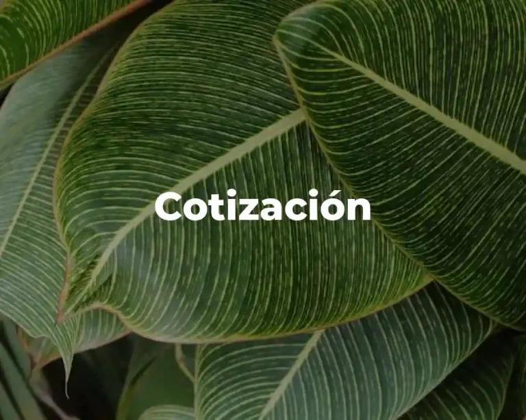 Cotización