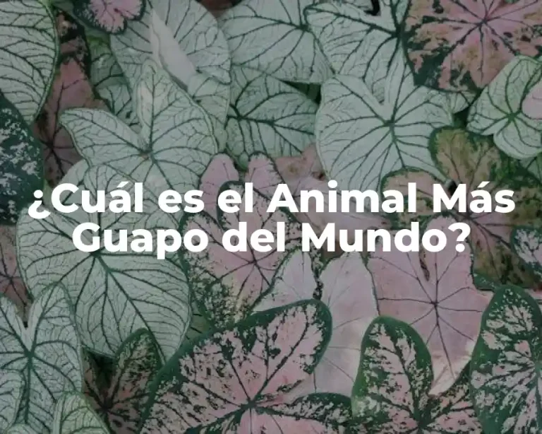 ¿Cuál es el Animal Más Guapo del Mundo?