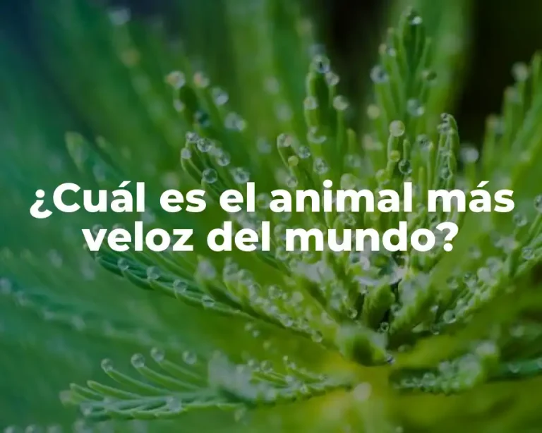 ¿Cuál es el animal más veloz del mundo?
