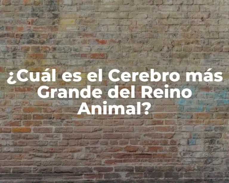 ¿Cuál es el Cerebro más Grande del Reino Animal?
