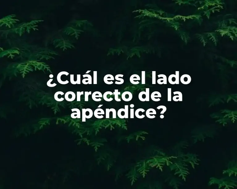¿Cuál es el lado correcto de la apéndice?