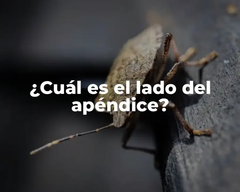 ¿Cuál es el lado del apéndice?