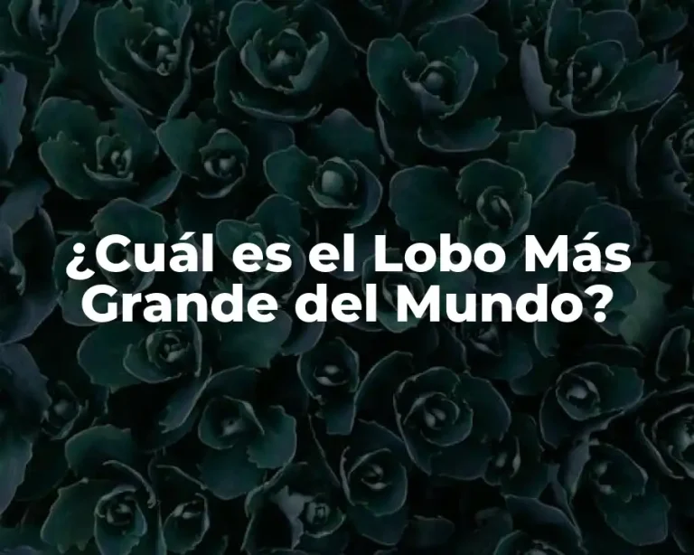 ¿Cuál es el Lobo Más Grande del Mundo?