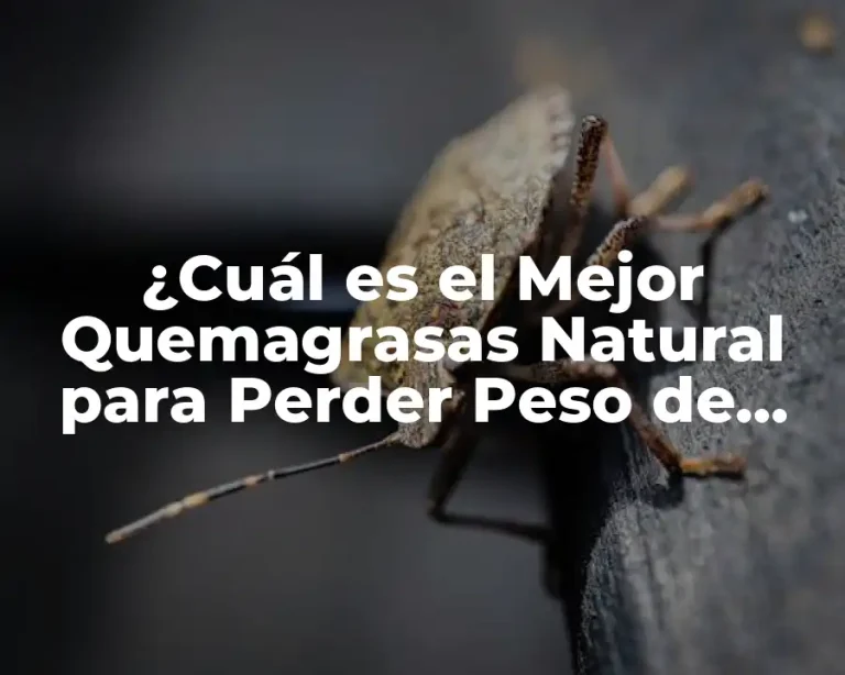 ¿Cuál es el Mejor Quemagrasas Natural para Perder Peso de Forma Saludable?