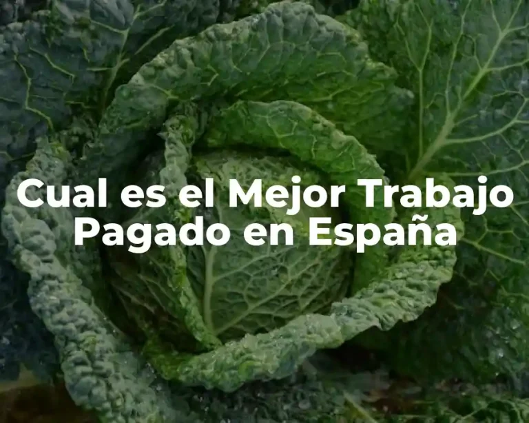 Cual es el Mejor Trabajo Pagado en España