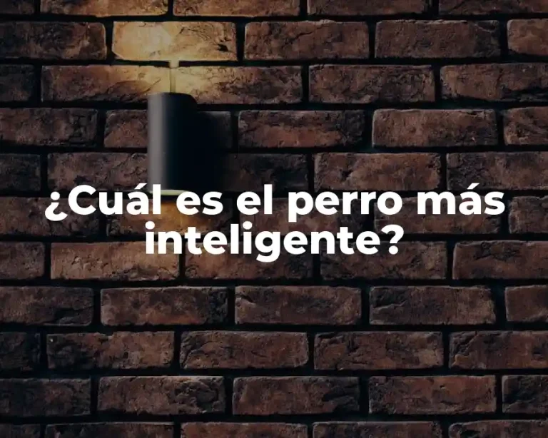 ¿Cuál es el perro más inteligente?