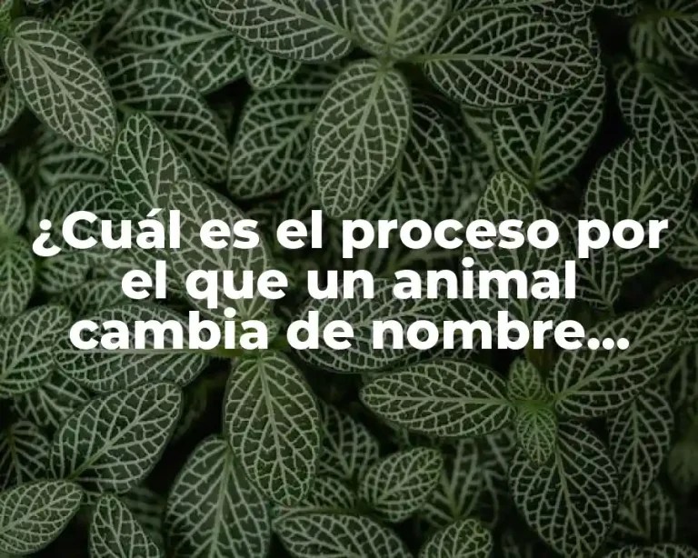 ¿Cuál es el proceso por el que un animal cambia de nombre cuando muere? ( exactamente)