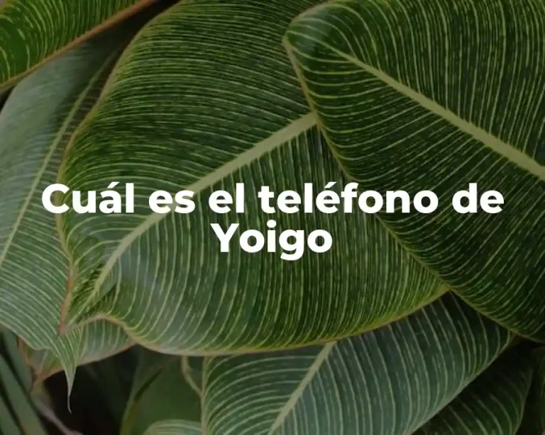 Cuál es el teléfono de Yoigo