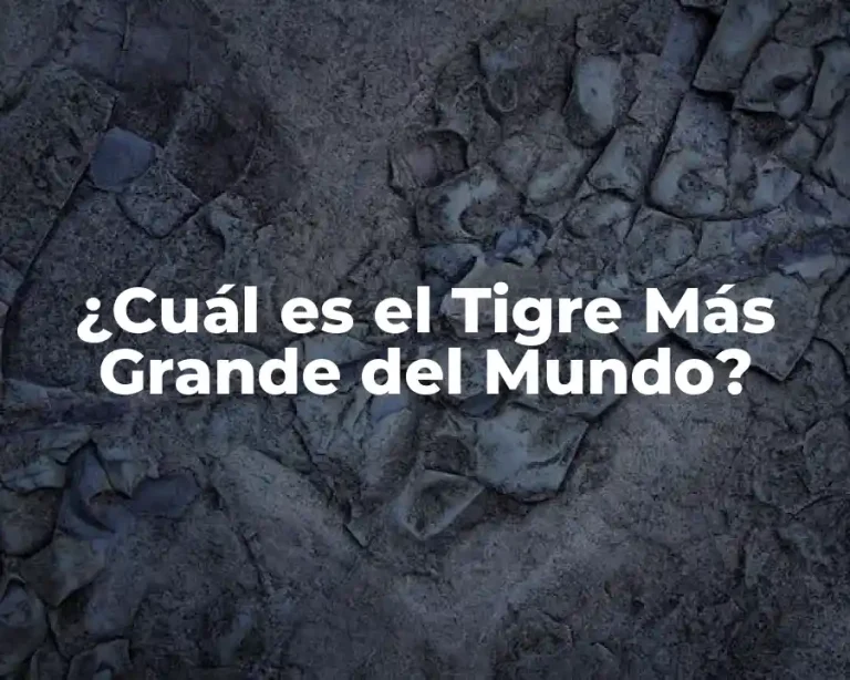 ¿Cuál es el Tigre Más Grande del Mundo?