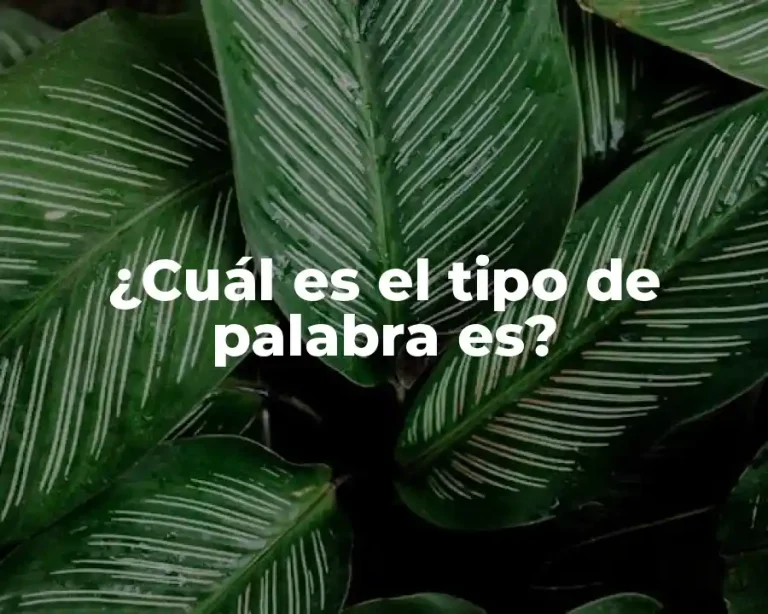 ¿Cuál es el tipo de palabra es?