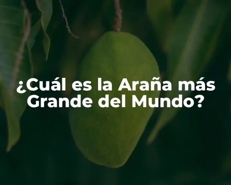 ¿Cuál es la Araña más Grande del Mundo?