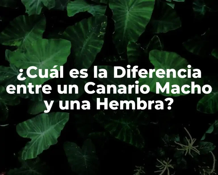 ¿Cuál es la Diferencia entre un Canario Macho y una Hembra?