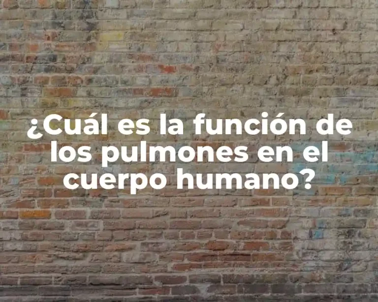 ¿Cuál es la función de los pulmones en el cuerpo humano?