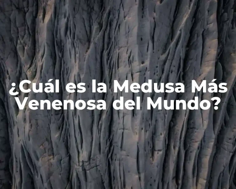 ¿Cuál es la Medusa Más Venenosa del Mundo?