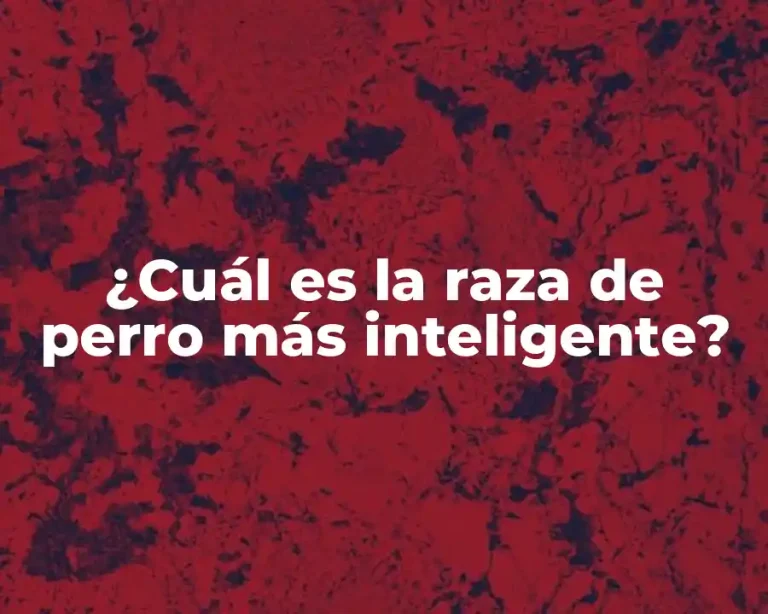 ¿Cuál es la raza de perro más inteligente?