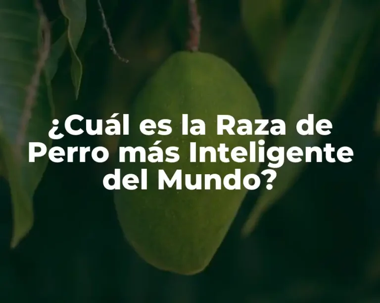 ¿Cuál es la Raza de Perro más Inteligente del Mundo?