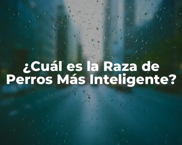 ¿Cuál es la Raza de Perros Más Inteligente?