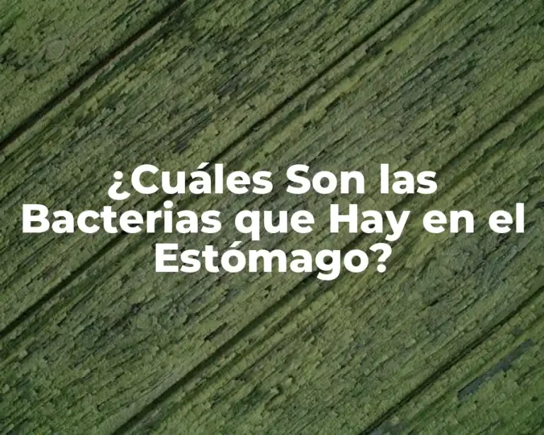 ¿Cuáles Son las Bacterias que Hay en el Estómago?