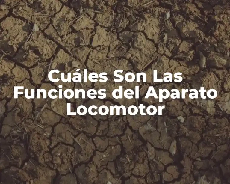 Cuáles Son Las Funciones del Aparato Locomotor
