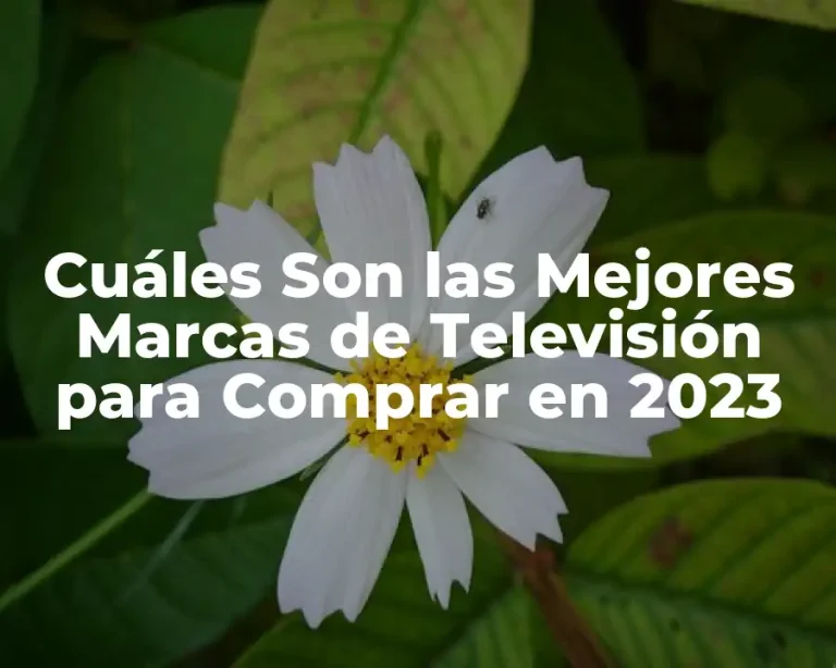 Cuáles Son las Mejores Marcas de Televisión para Comprar en 2023