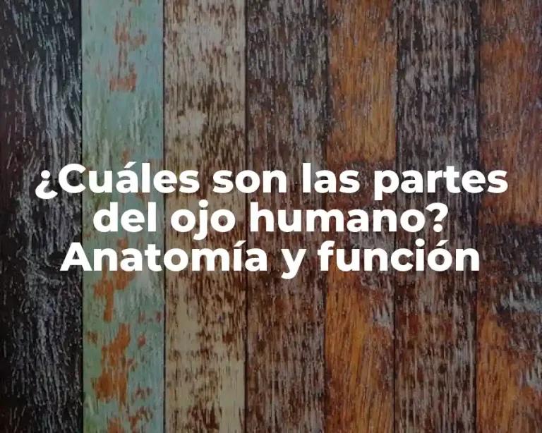¿Cuáles son las partes del ojo humano? Anatomía y función