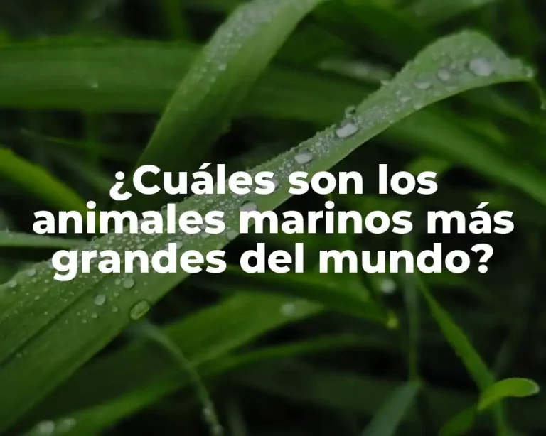 ¿Cuáles son los animales marinos más grandes del mundo?