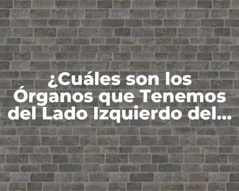 ¿Cuáles son los Órganos que Tenemos del Lado Izquierdo del Cuerpo?
