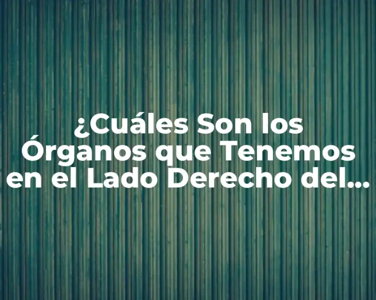 ¿Cuáles Son los Órganos que Tenemos en el Lado Derecho del Cuerpo?