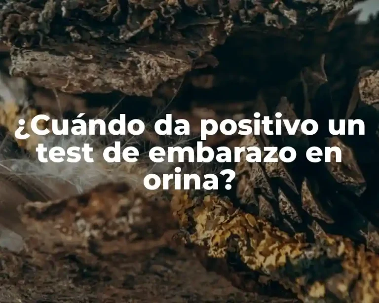 ¿Cuándo da positivo un test de embarazo en orina?