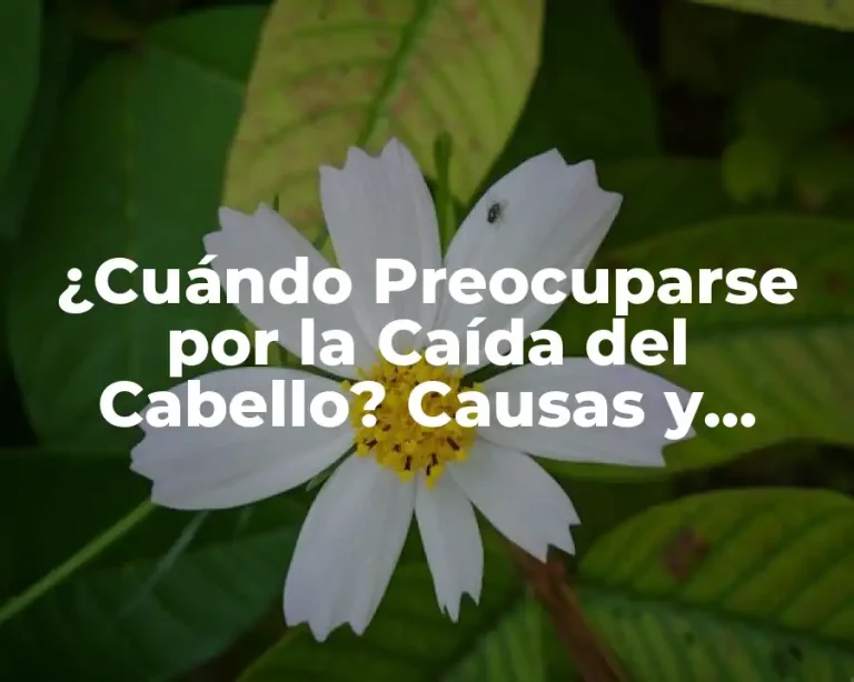 ¿Cuándo Preocuparse por la Caída del Cabello? Causas y Soluciones
