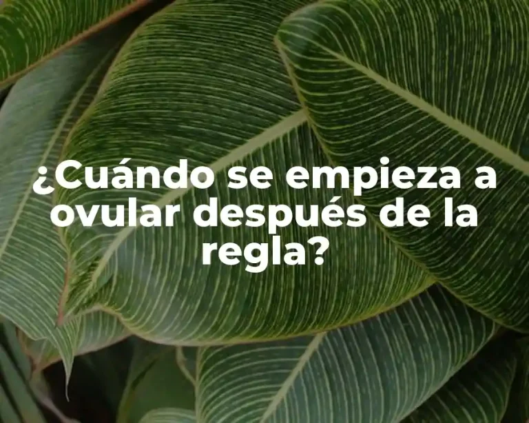¿Cuándo se empieza a ovular después de la regla?