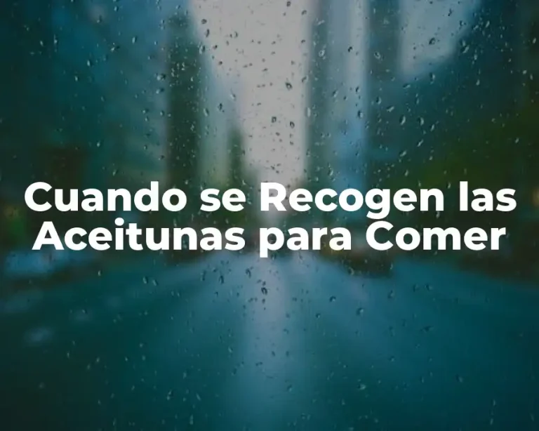 Cuando se Recogen las Aceitunas para Comer