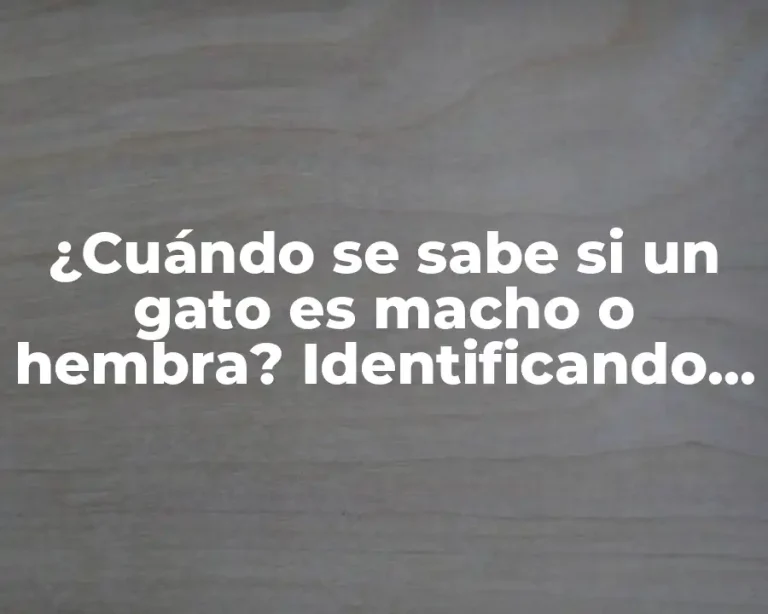 ¿Cuándo se sabe si un gato es macho o hembra? Identificando el sexo de tu felino