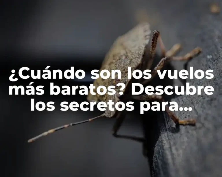 ¿Cuándo son los vuelos más baratos? Descubre los secretos para ahorrar dinero en tus viajes