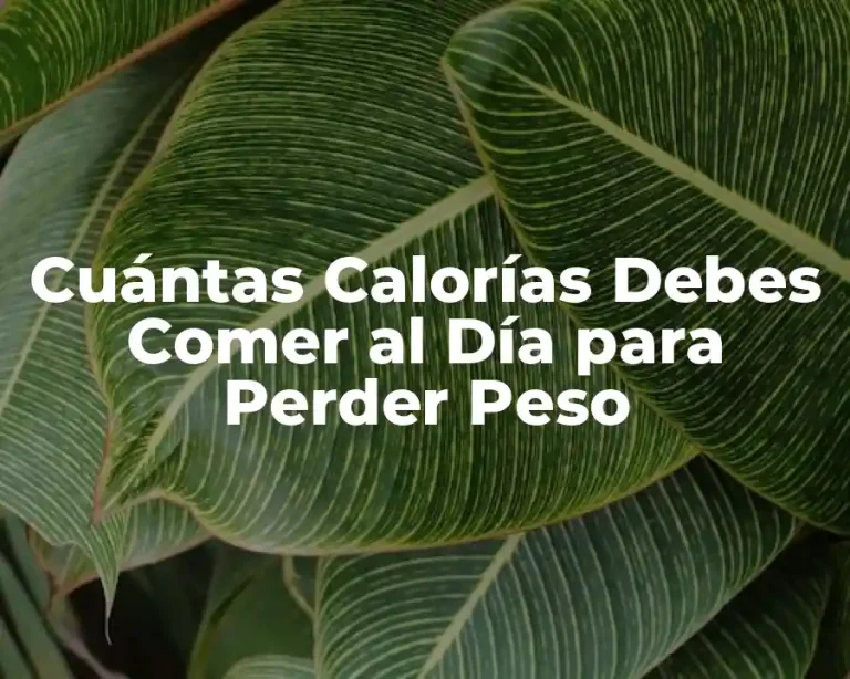 Cuántas Calorías Debes Comer al Día para Perder Peso