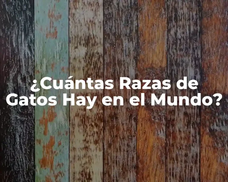 ¿Cuántas Razas de Gatos Hay en el Mundo?