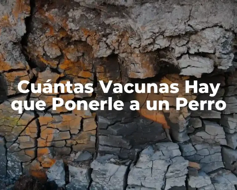 Cuántas Vacunas Hay que Ponerle a un Perro