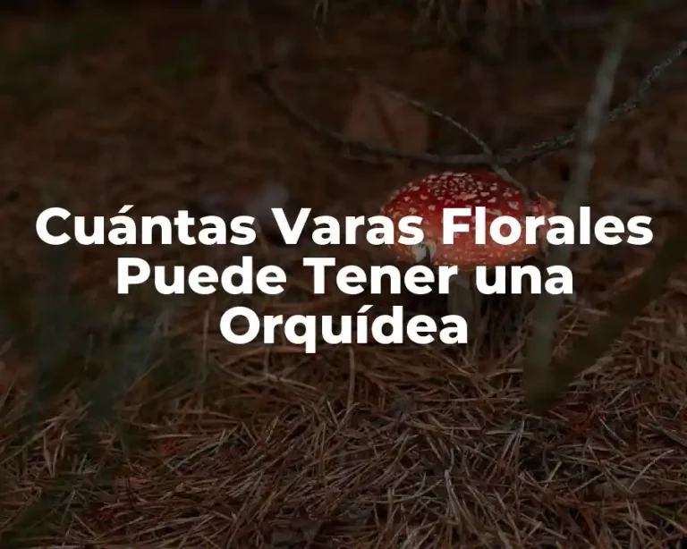 Cuántas Varas Florales Puede Tener una Orquídea