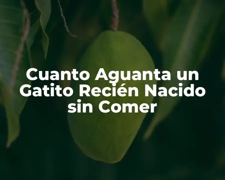 Cuanto Aguanta un Gatito Recién Nacido sin Comer