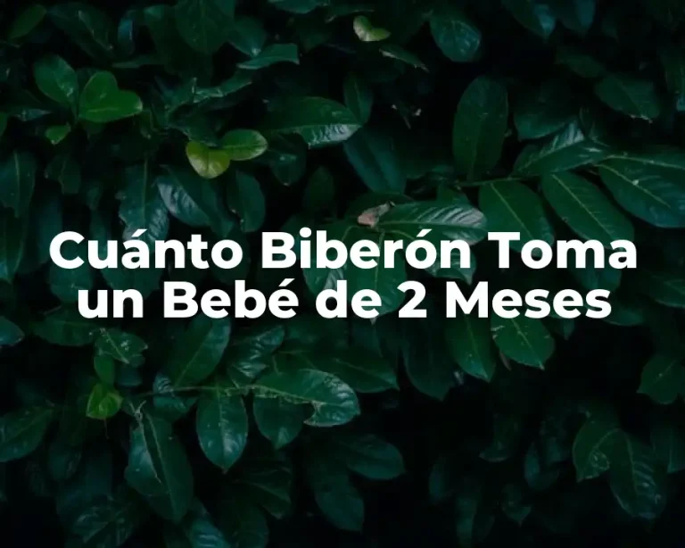 Cuánto Biberón Toma un Bebé de 2 Meses