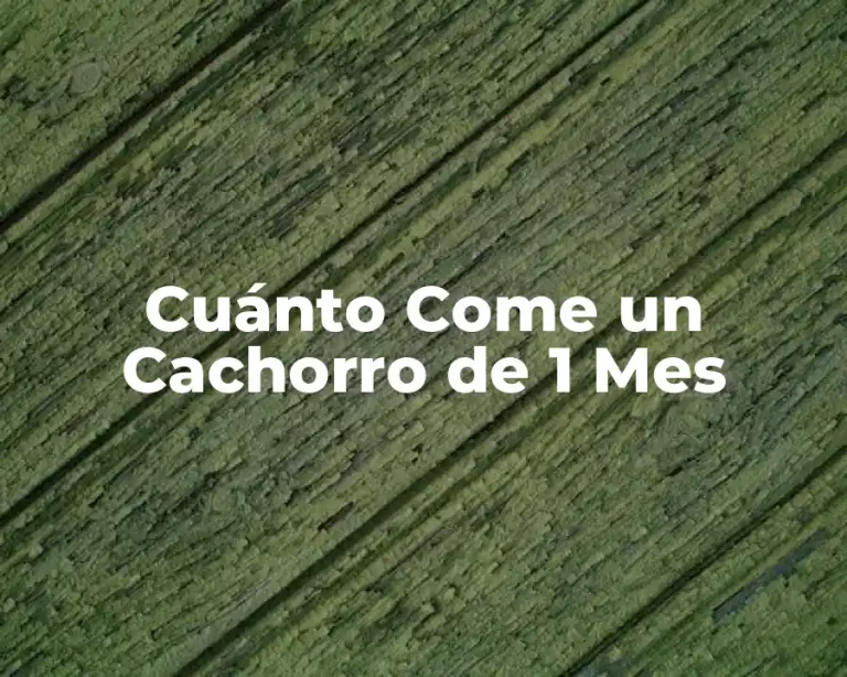 Cuánto Come un Cachorro de 1 Mes