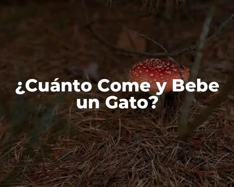 ¿Cuánto Come y Bebe un Gato?
