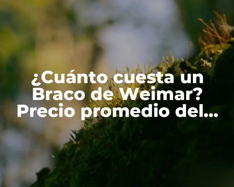 ¿Cuánto cuesta un Braco de Weimar? Precio promedio del perro de caza