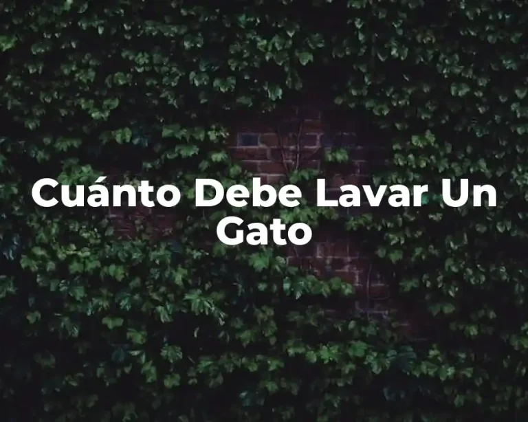 Cuánto Debe Lavar Un Gato