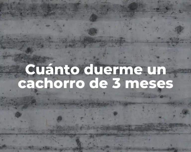 Cuánto duerme un cachorro de 3 meses