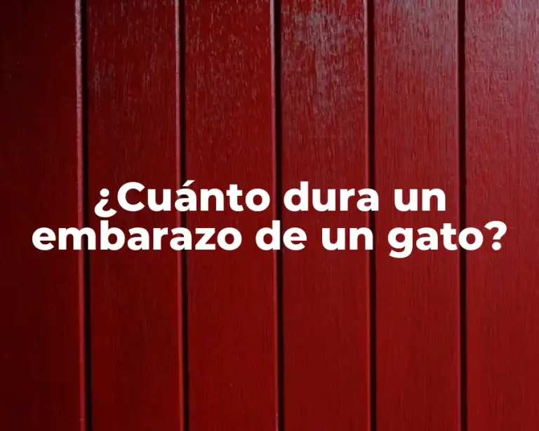 ¿Cuánto dura un embarazo de un gato?
