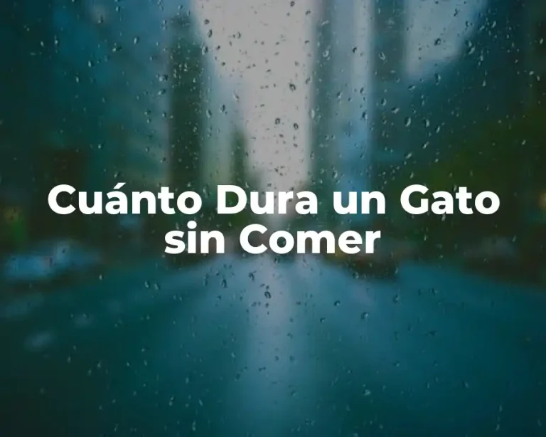 Cuánto Dura un Gato sin Comer
