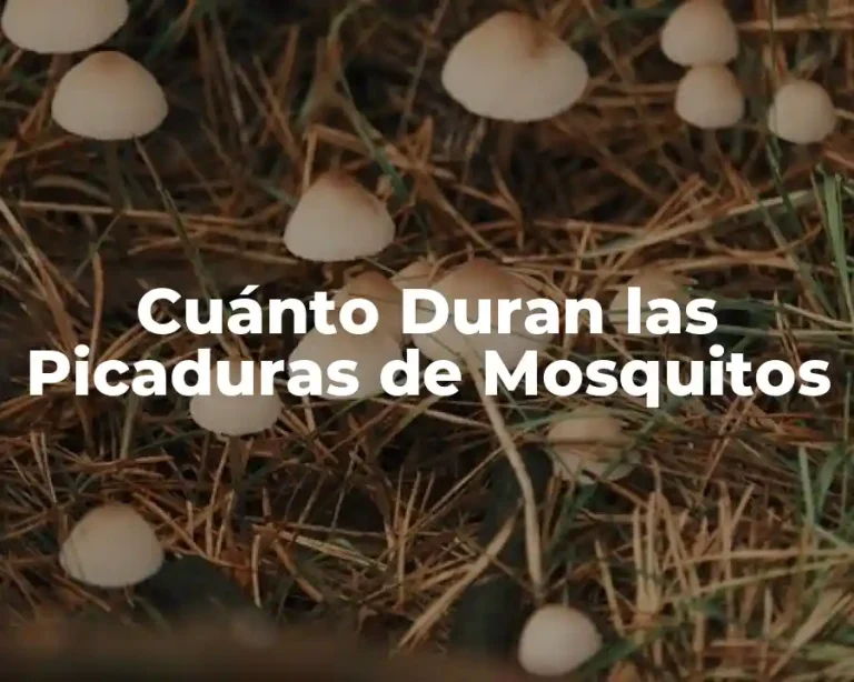 Cuánto Duran las Picaduras de Mosquitos